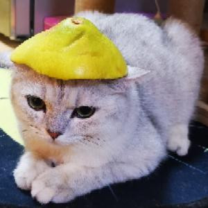 兜喵