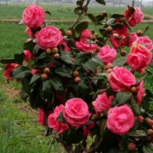 回春面具让你美