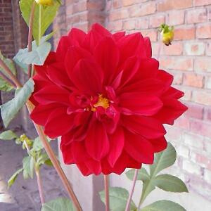 一个小小的读者