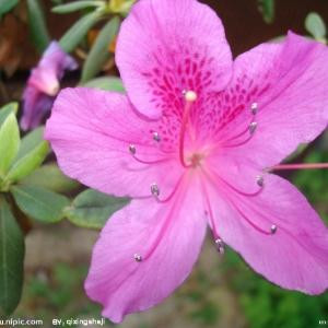 远处的蝴蝶在哪