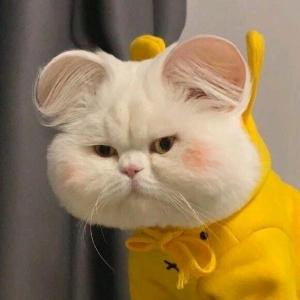 咪嗞猫