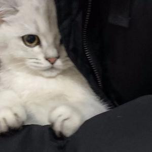 泡泡