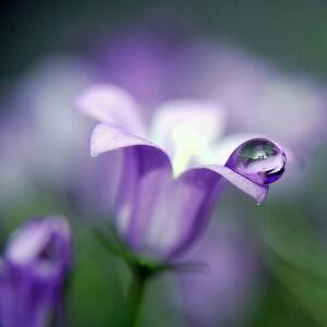 紫叶铃兰