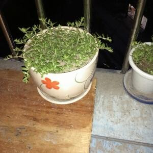 百福具臻