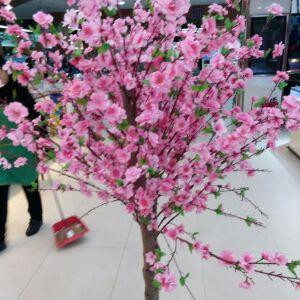 书里的一棵草