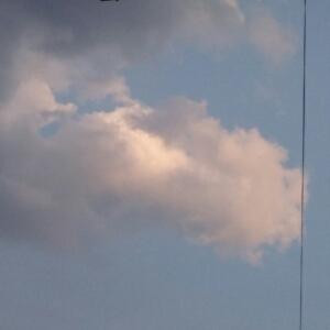 平凡单身小蠢才