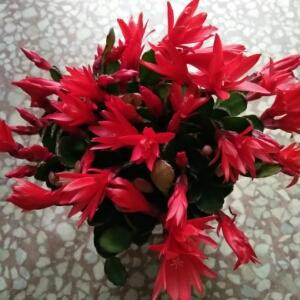 锦上添花