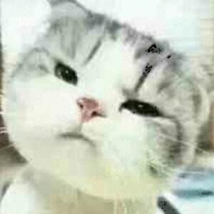 优优