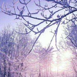 冬日飘雪