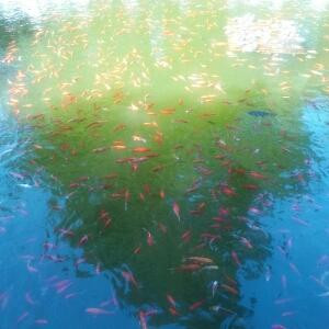 碧水幽兰