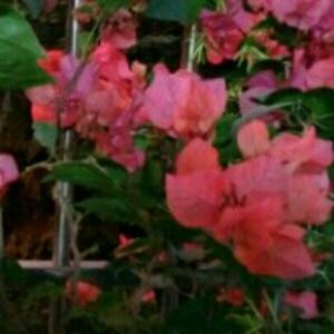 梦幻~蓝色~雨滴！