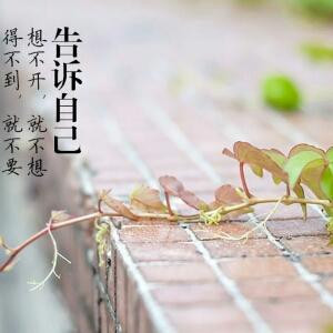 狄爪