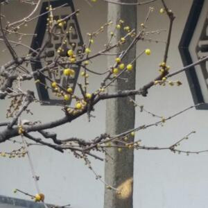 踏雪寻梅