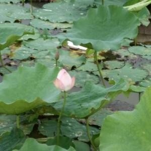 水中花