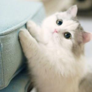 暴打小浣熊