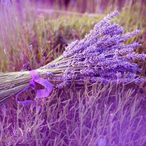 薰衣草