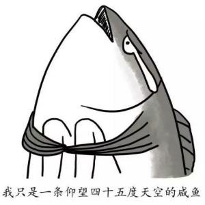 林间的阳光