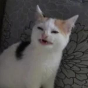 luca小林