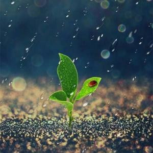灵雨