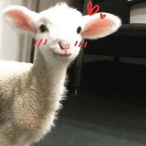 荨麓