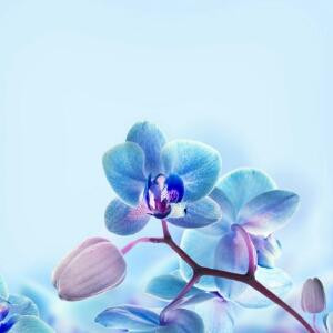 恶意小灵