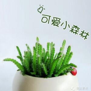 森林