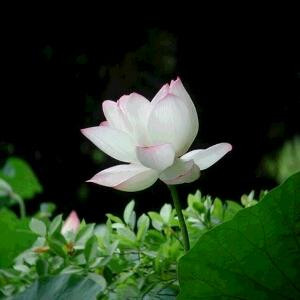清静之莲