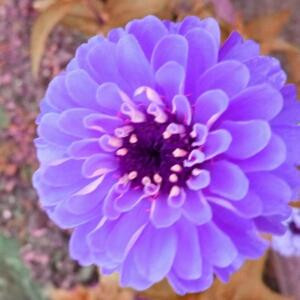 花季
