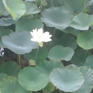 紫色熏衣草