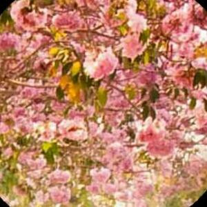 蝶飞花