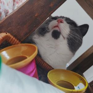 妞妞