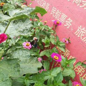 磊子1