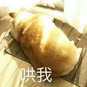 澡澡猫猫