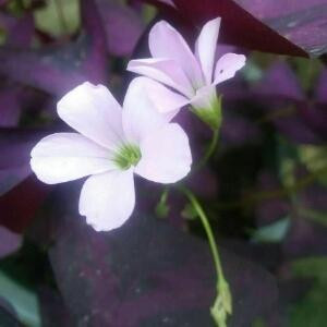 蓝蓝天天