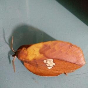 爱拼才会赢