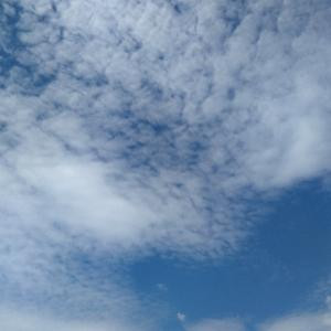 鸟儿