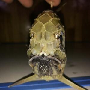 糊涂