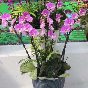 花开的声音