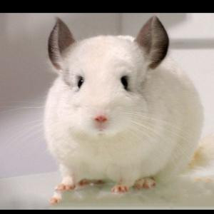 小白鼠