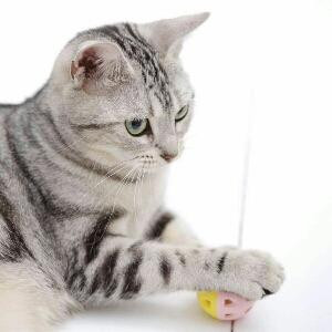 小蚂蚁