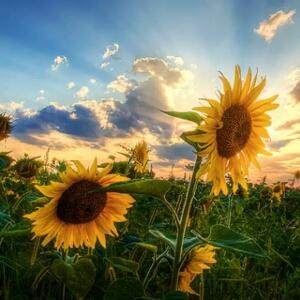 不起眼的小石头