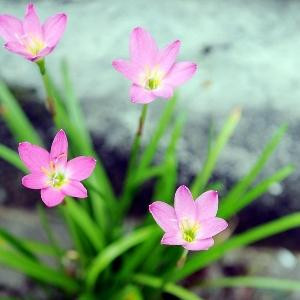 小尾巴i