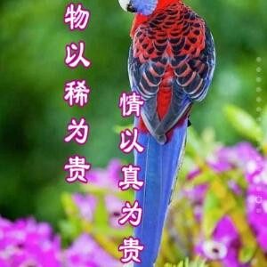 平凡的世界