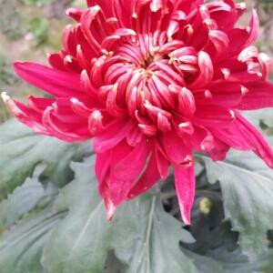 花猪侠