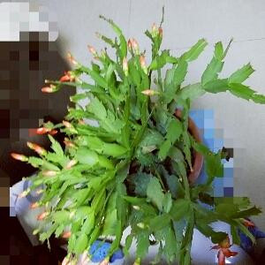 挽歌