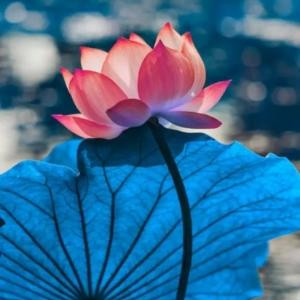 百合十荷花一