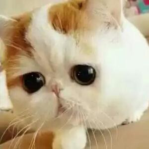 大脸喵