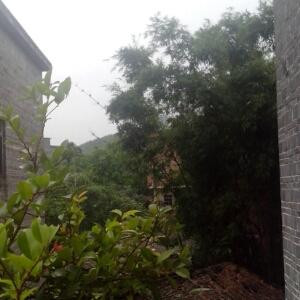 清叶竹水