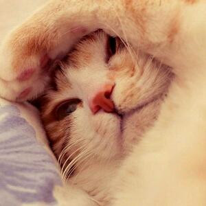 许我星辰泪不落