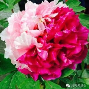 花好月圆